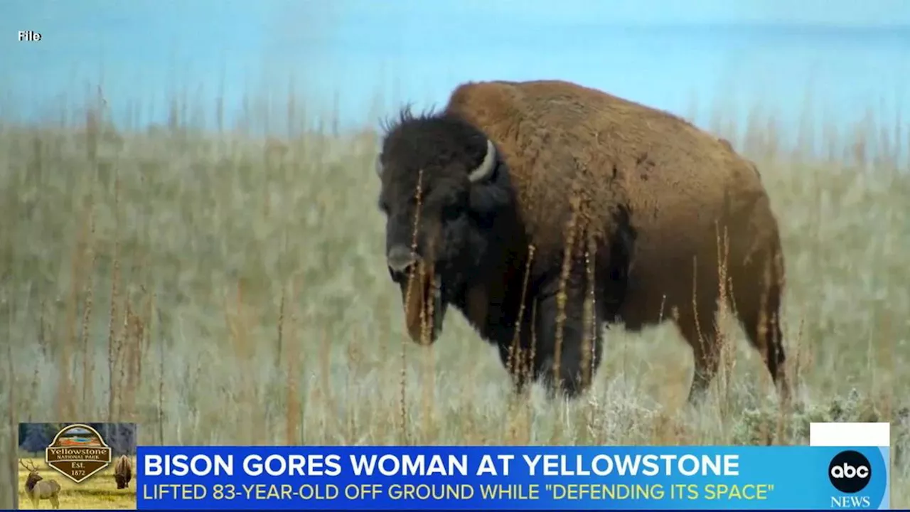 83-year-old woman injured after being gored by bison at Yellowstone National Park: Officials