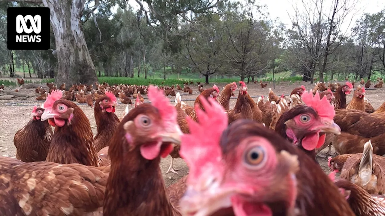 Third Victorian poultry farm declares outbreak of avian influenza, source under investigation