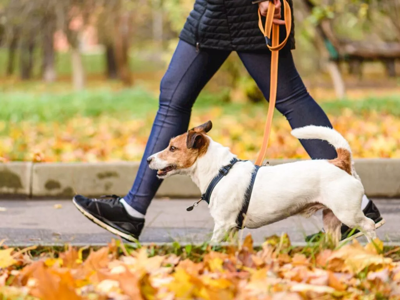 Pour les longues promenades de votre animal de compagnie, optez pour ces accessoires sur Amazon !