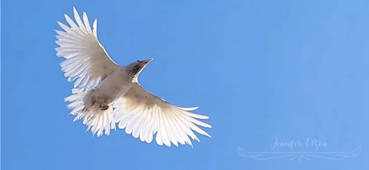 After winter of wonder, Anchorage’s white raven takes flight