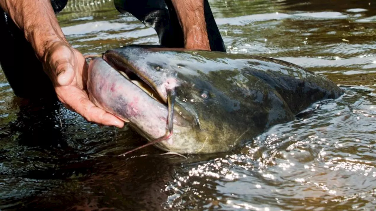 Monsterfisch im Gardasee: Warum machen Taucher Jagd auf den drei Meter langen Raubfisch?