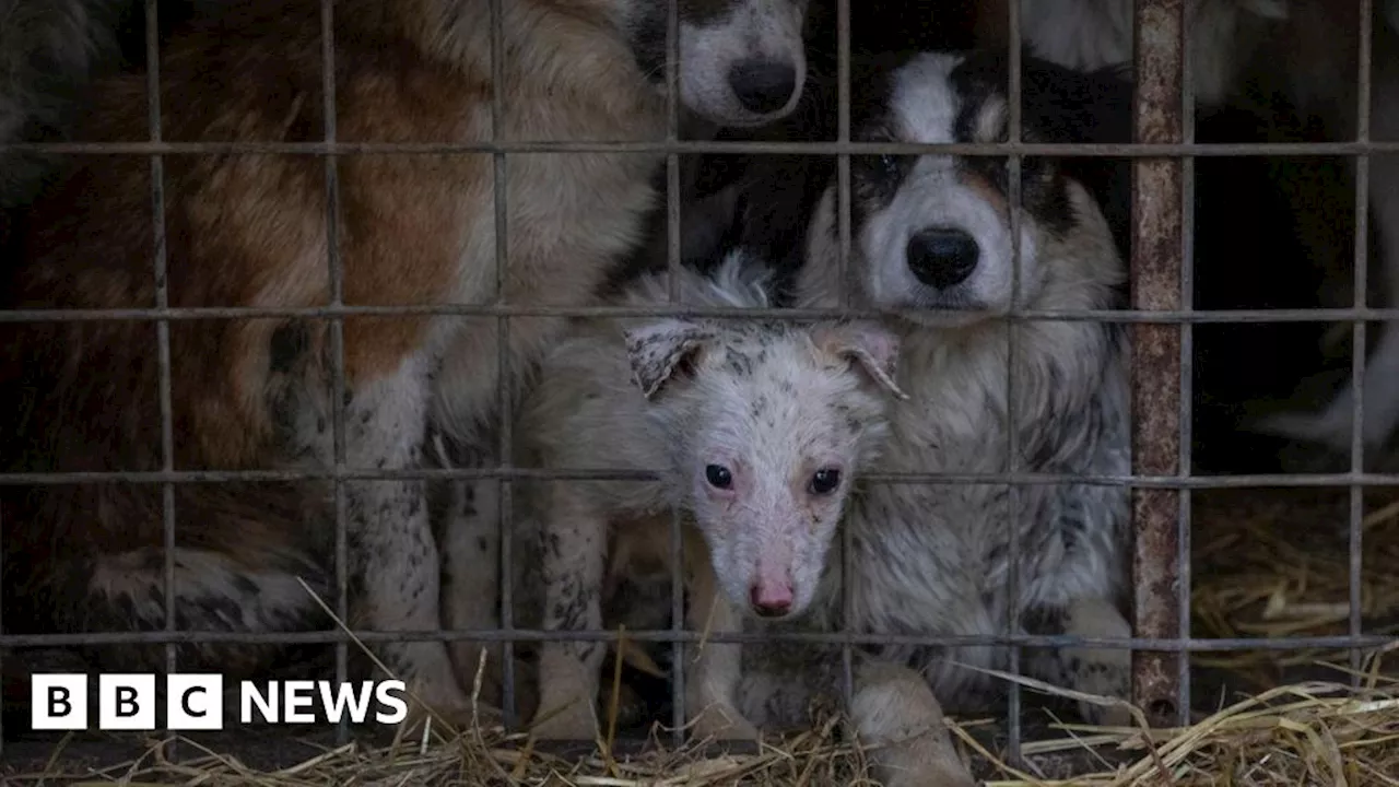 Devon woman jailed over neglect of 191 dogs