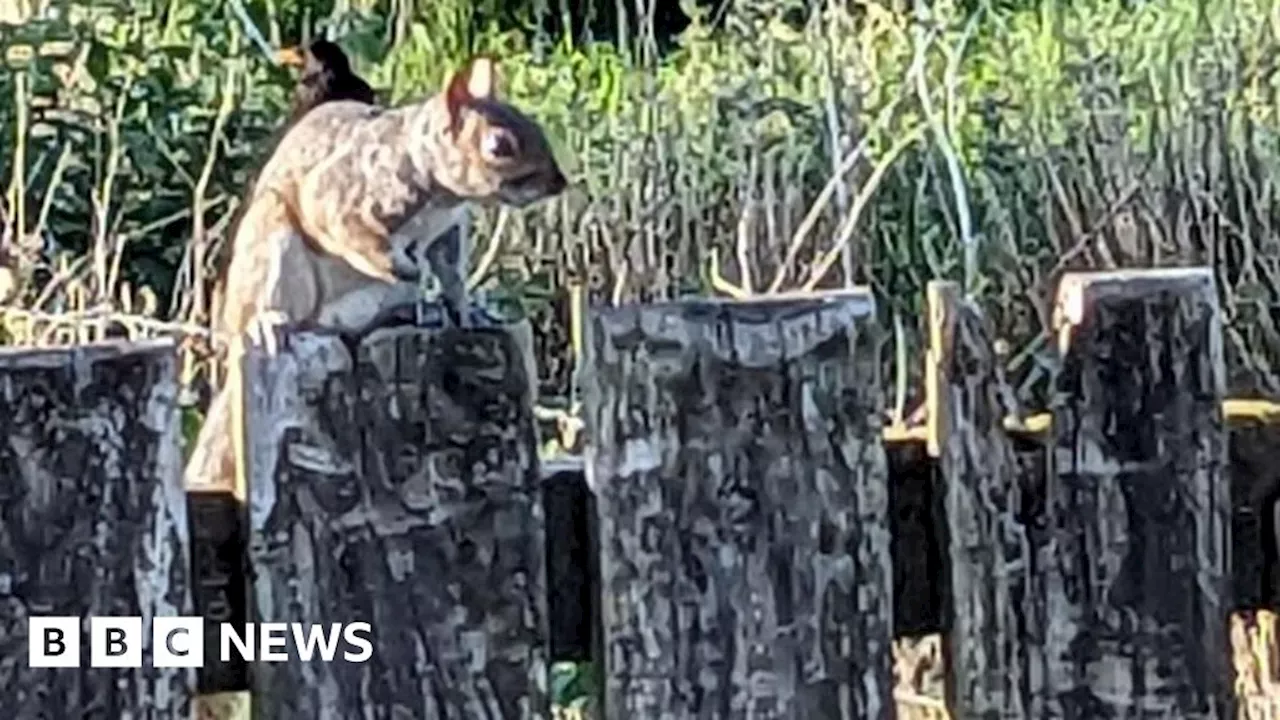 Grey squirrel on Argyll island alarms conservationists