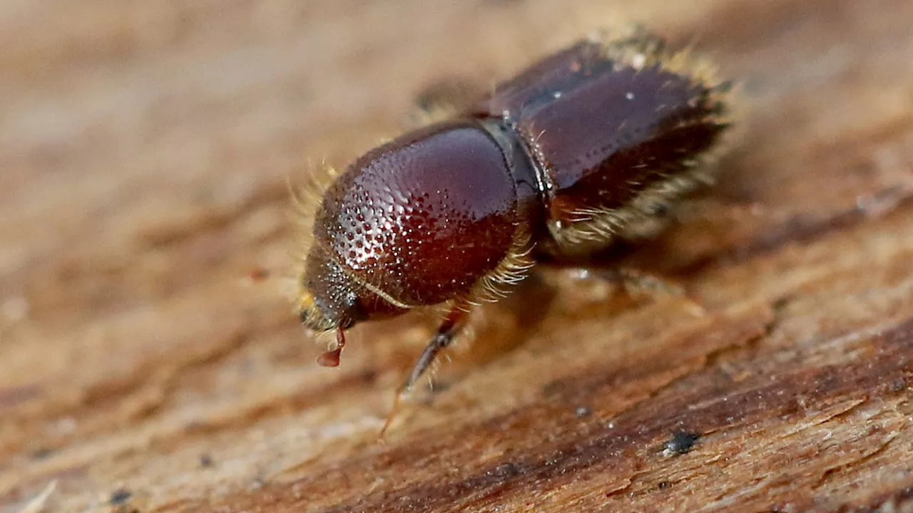 Borkenkäfer in Mitteldeutschland profitiert vom milden Winter