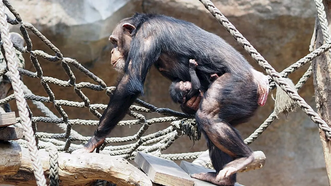 Zoo Leipzig jubelt über Schimpansen-Baby