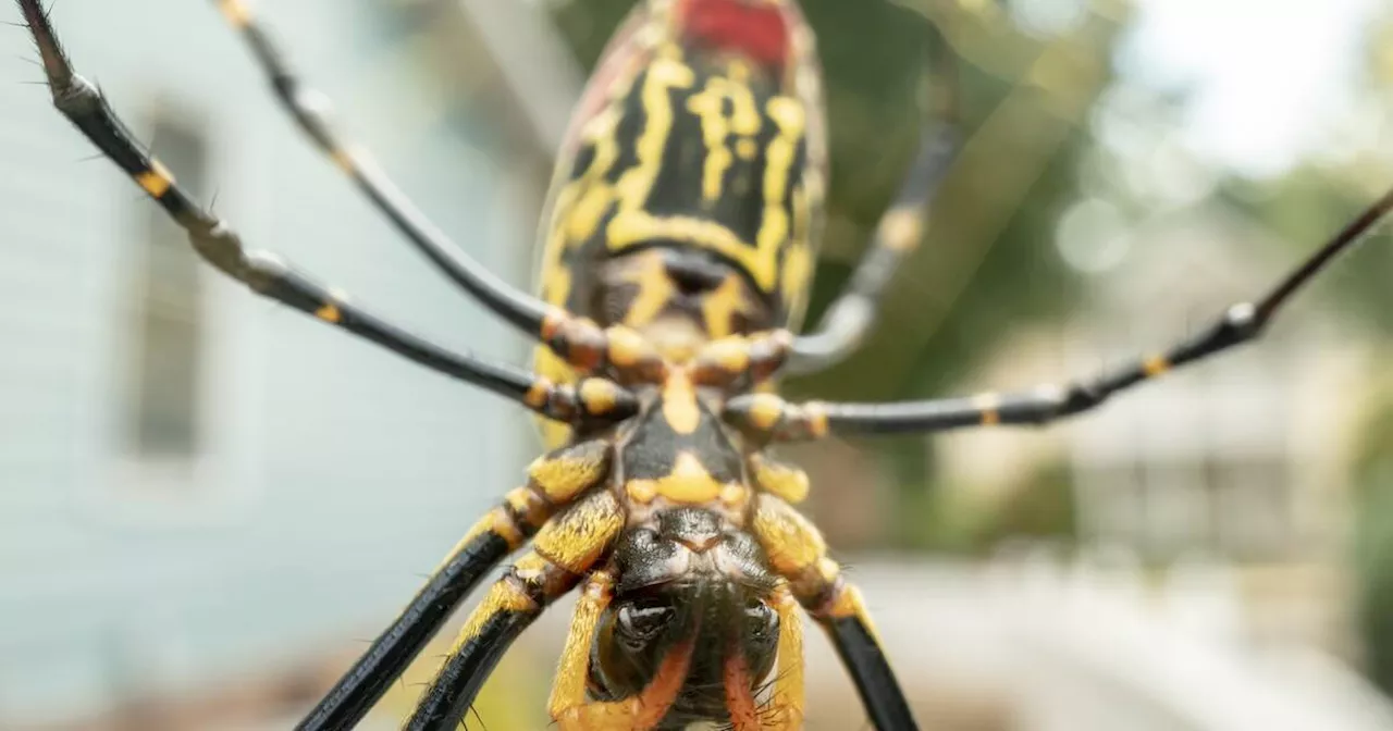 Huge invasion of enormous venomous spiders could soon 'parachute' into Ontario