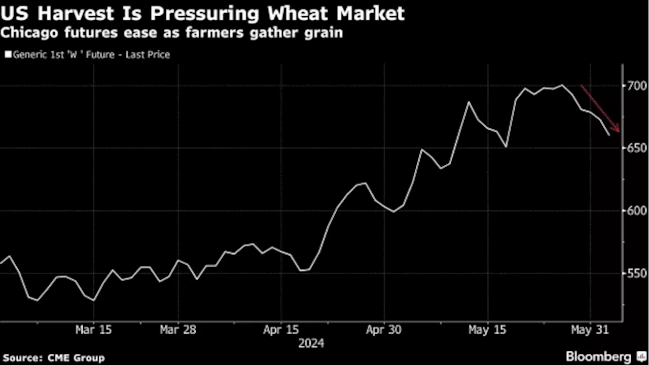 Wheat Set for Longest Rout Since November on US Harvest Pressure