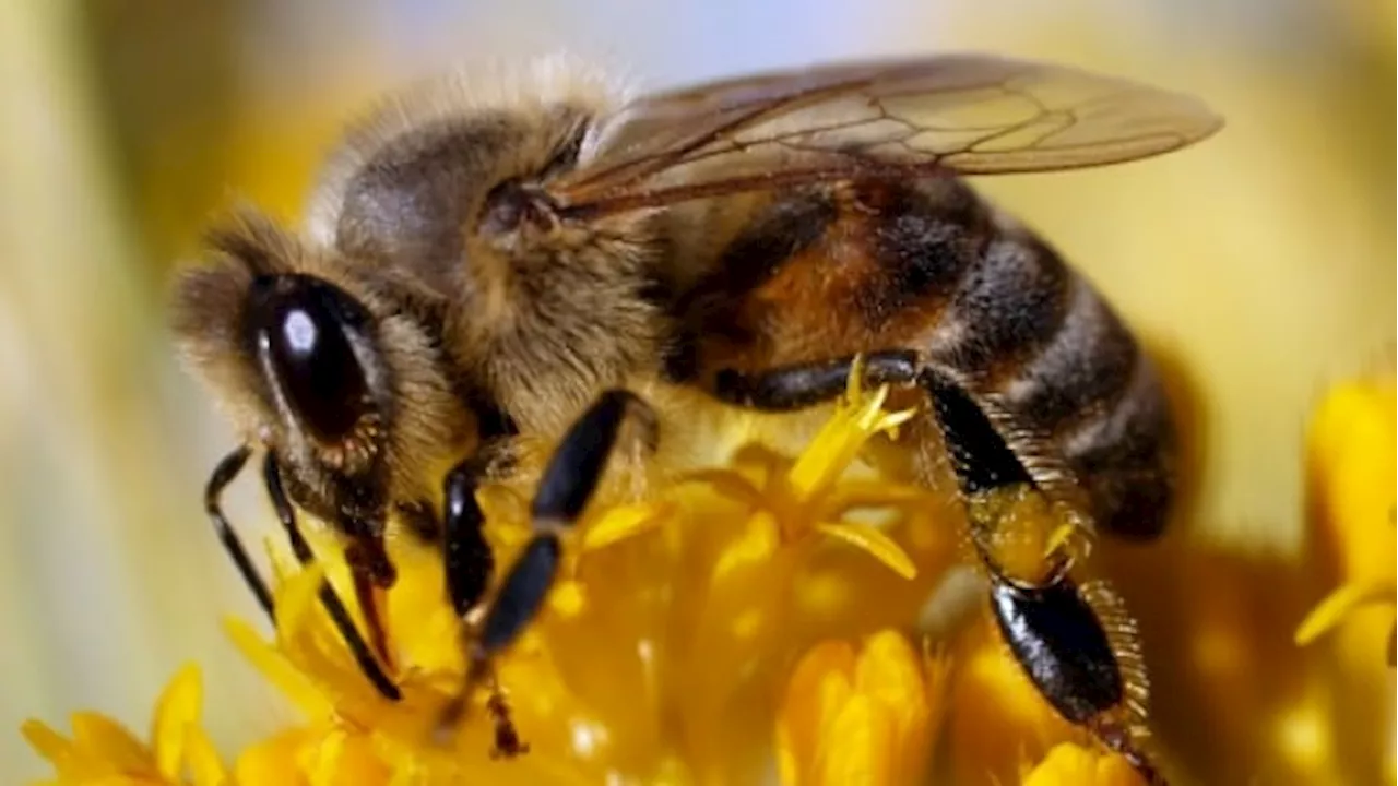 Q&A: Alberta may have lost 30 per cent of its bee colonies last winter