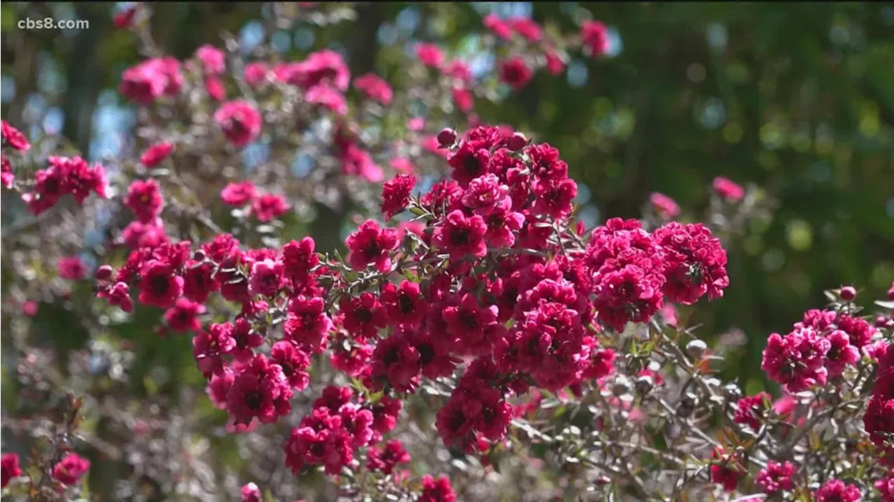 The Water Conservation Garden in El Cajon can help get your backyard sustainable and summer-ready