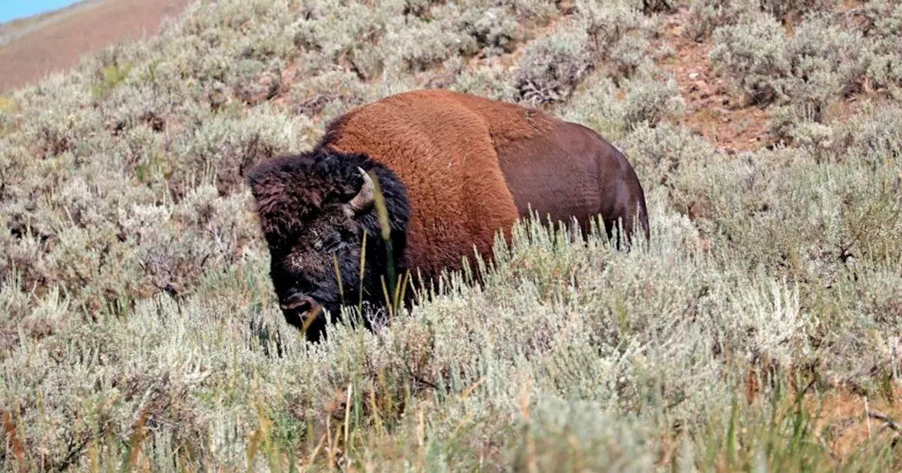 Bison gores 83-year-old woman in Yellowstone National Park