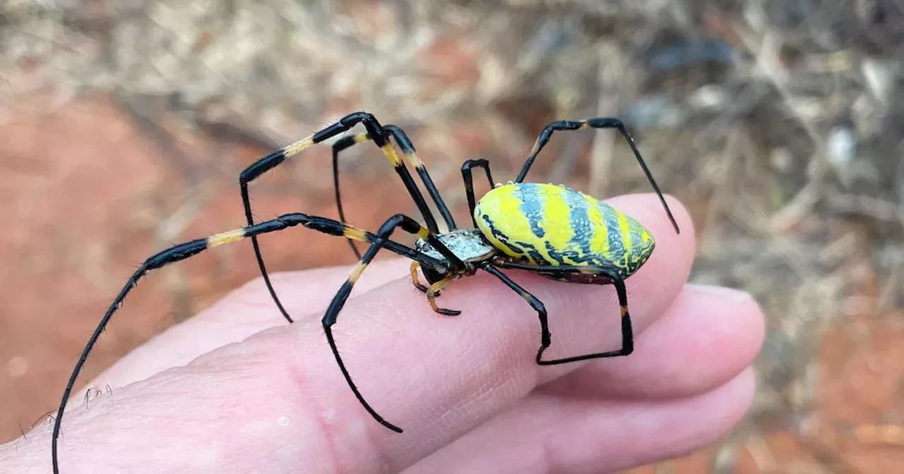 New Jersey: Giant venomous flying spiders with 4-inch legs heading to ...