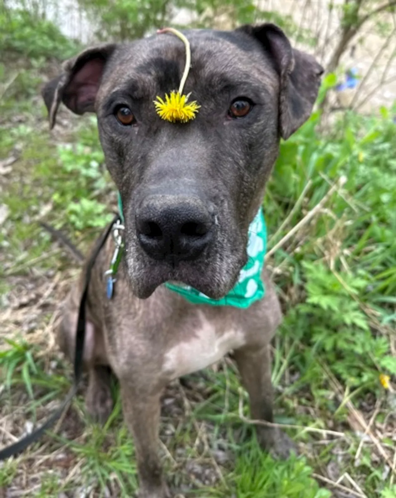 ‘Lovable’ Great Dane mix at Cuyahoga County Animal Shelter has waited 8 months for forever home