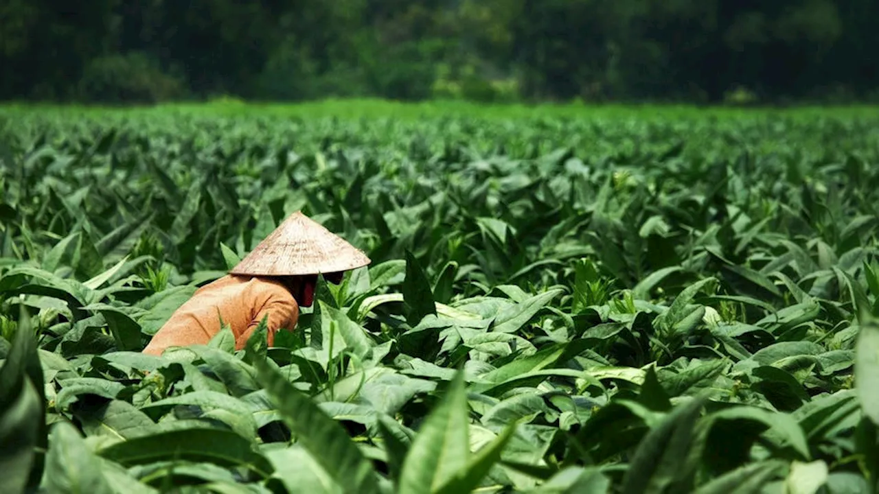 Voici les 5 pays qui produisent le plus de tabac au monde