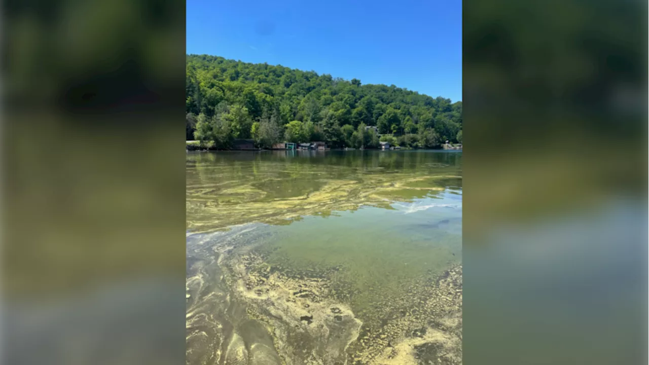 Meech Lake beach in Gatineau Park closed due to blue-green algae bloom