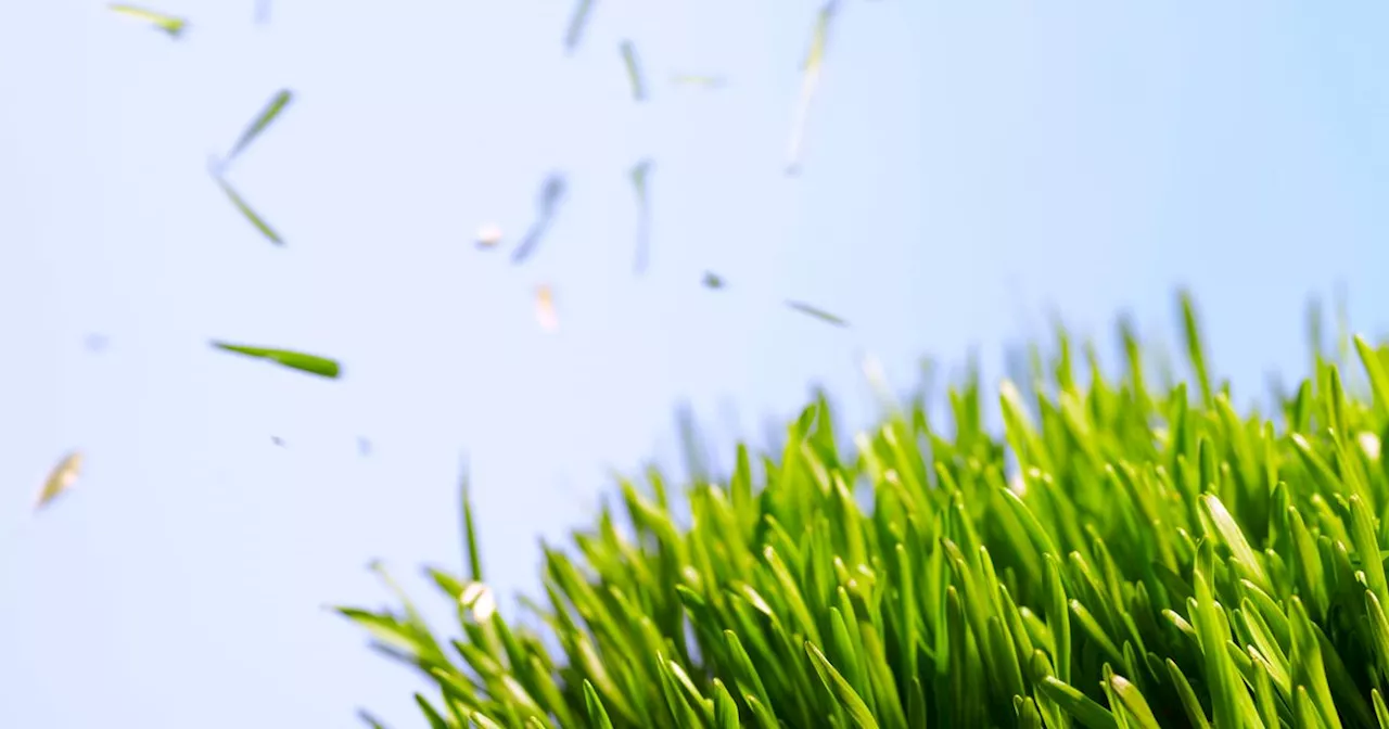 Monty Don warns gardeners not to cut grass before the longest day in June