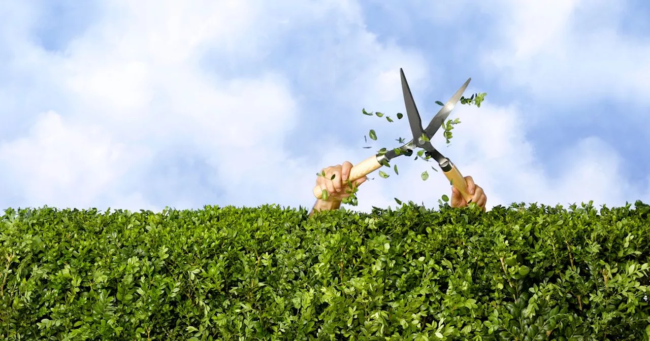 Monty Don warns people with hedges to do two things to prevent browning