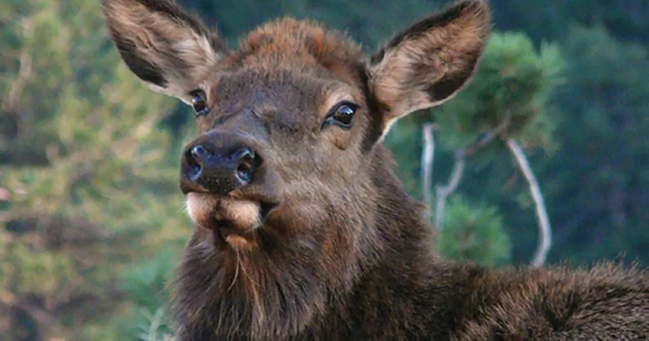 4-year-old boy attacked by cow elk at Estes Park playground