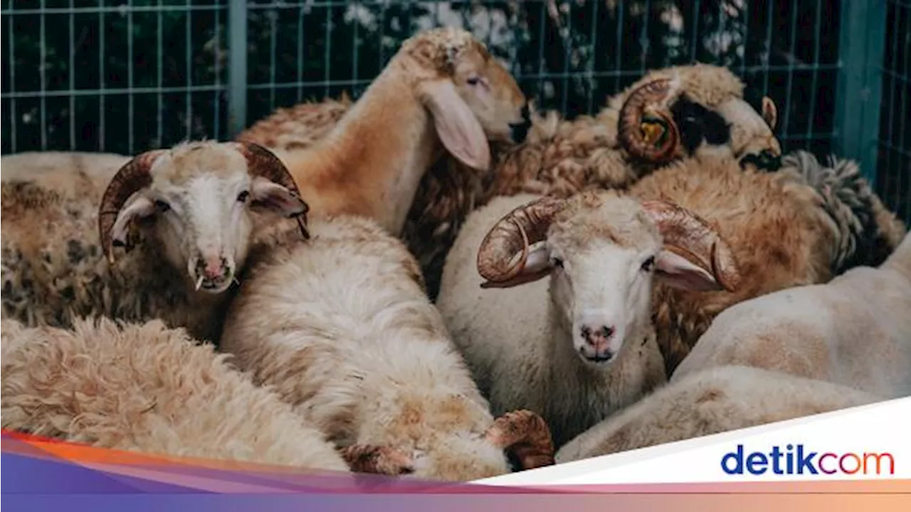 Bolehkah Kurban Atas Nama Satu Keluarga?