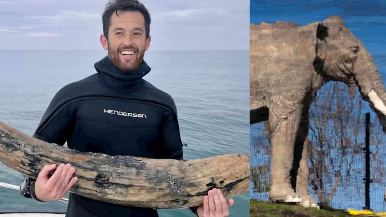 Fue a nadar a la playa y encontró los restos de una bestia que podría tener un millón de años