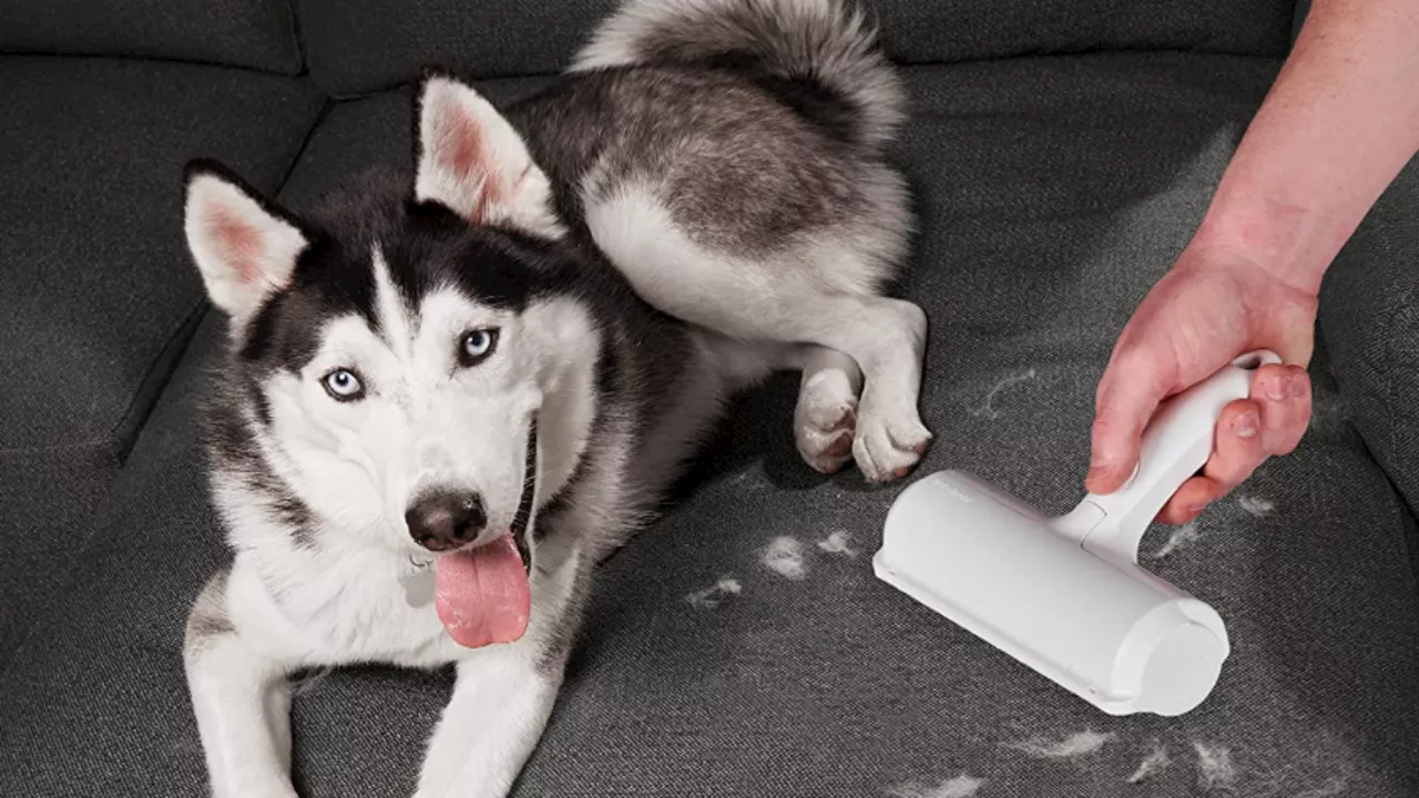 The Cult-Favorite ChomChom Pet Hair Remover Is on Sale for Just $17 Right Now