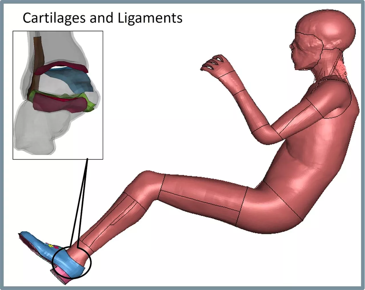 Women’s Ankles At Higher Risk In Crashes Toyota Research Shows