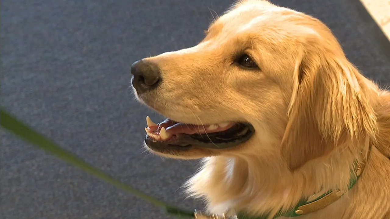 Penn State Children's Hospital announces the passing of Kaia, its first facility dog