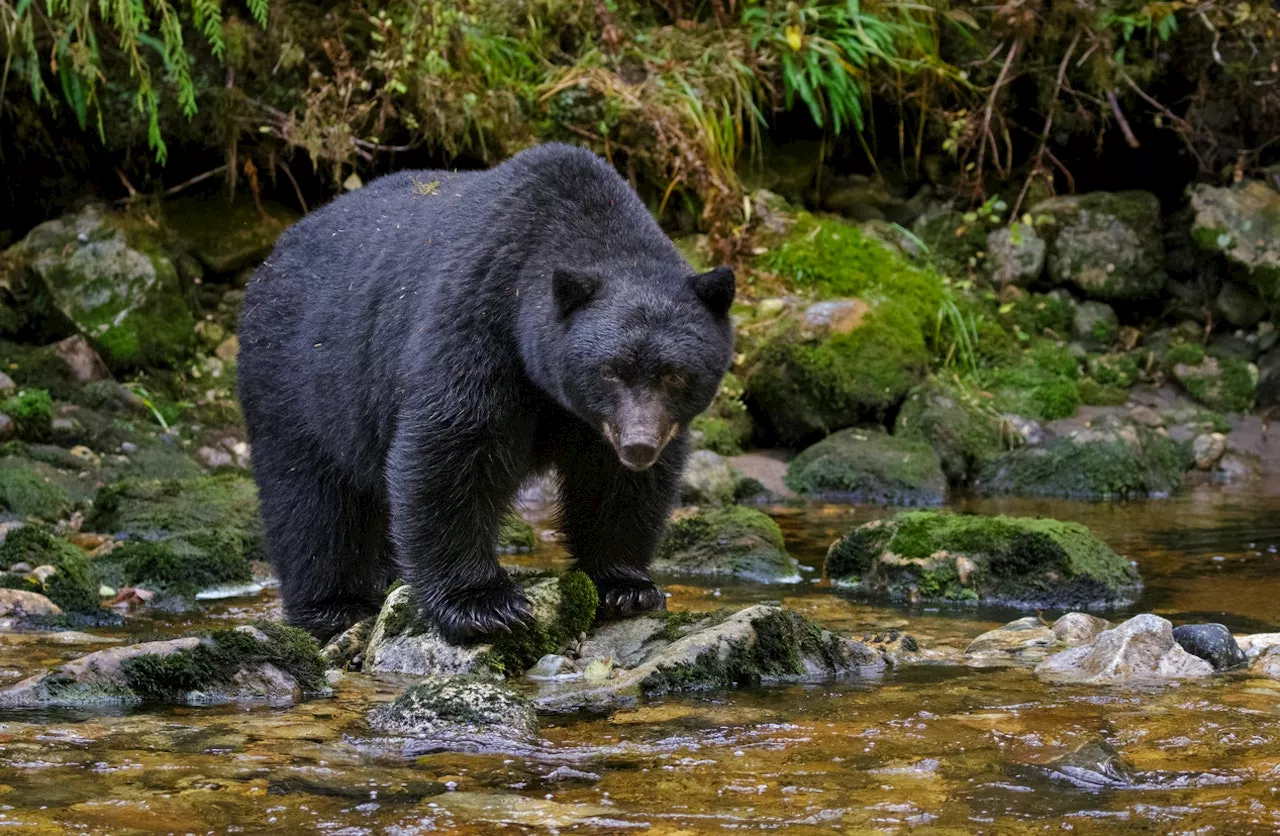 450-pound bear reportedly killed in self-defense in Connecticut