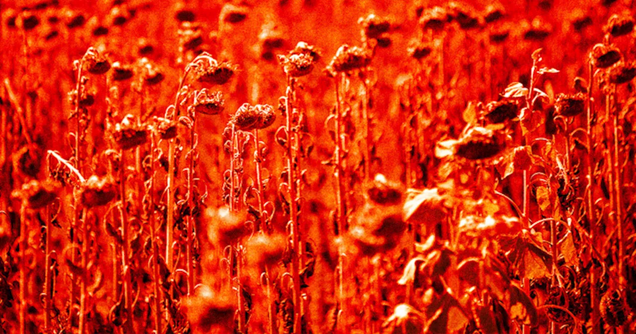Experts Fear Horrifying Heat Waves That Could Kill Tens of Thousands of People at Once