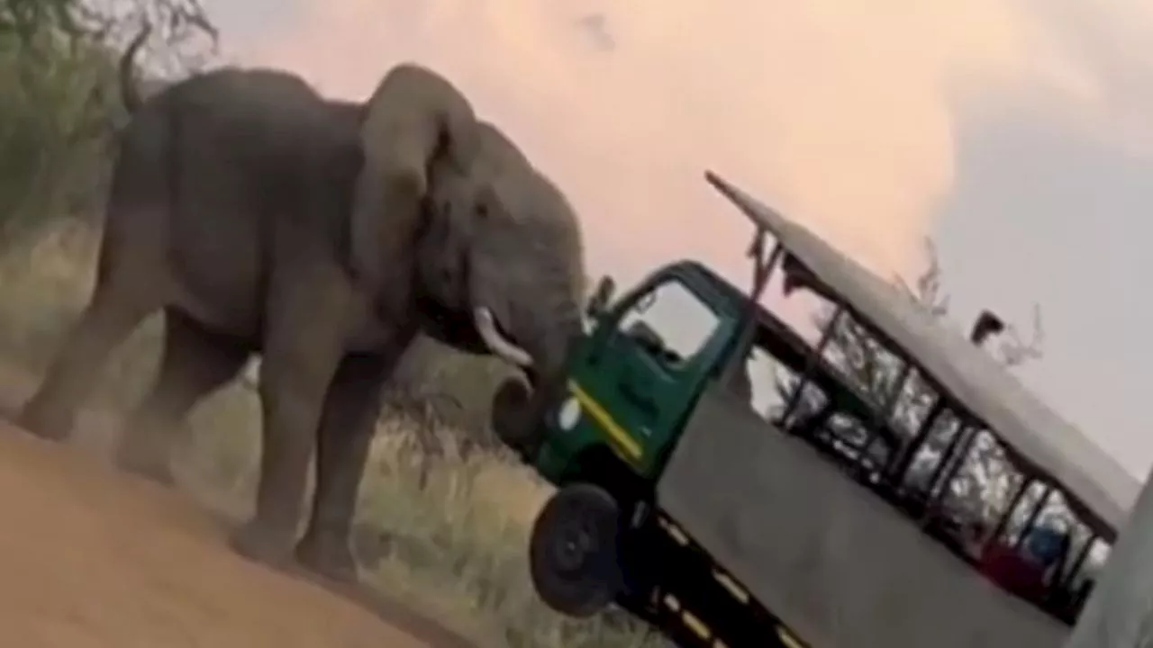 Graban el aterrador momento en el que un elefante atacó un camión lleno de turistas: VIDEO