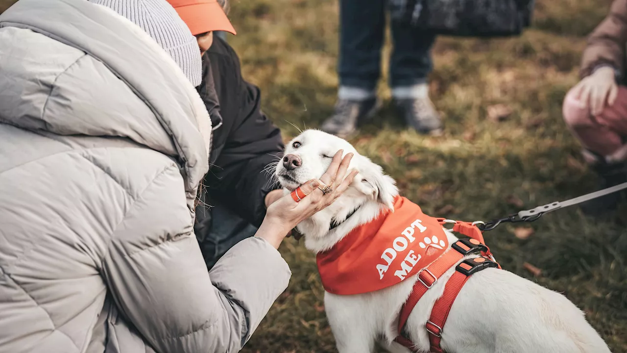 Erstes Bark-Date im Prater – Erfolg aus DE auch bei uns