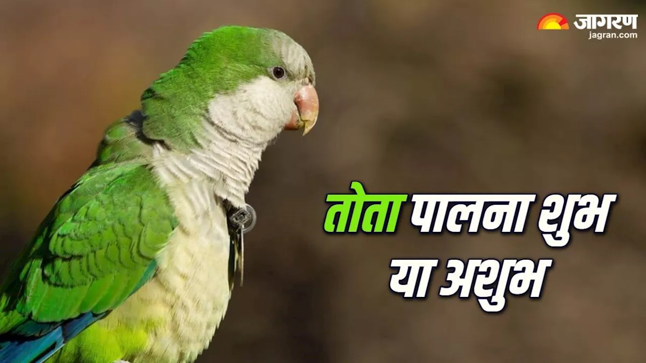 Vastu Tips for Parrot: घर में तोता पालना शुभ या अशुभ, वास्तु से जानिए सही नियम