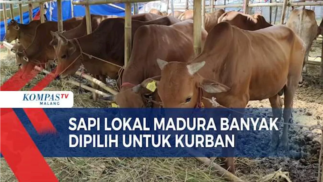 Sapi Lokal dari Madura Paling Diminati Jelang Idul Adha