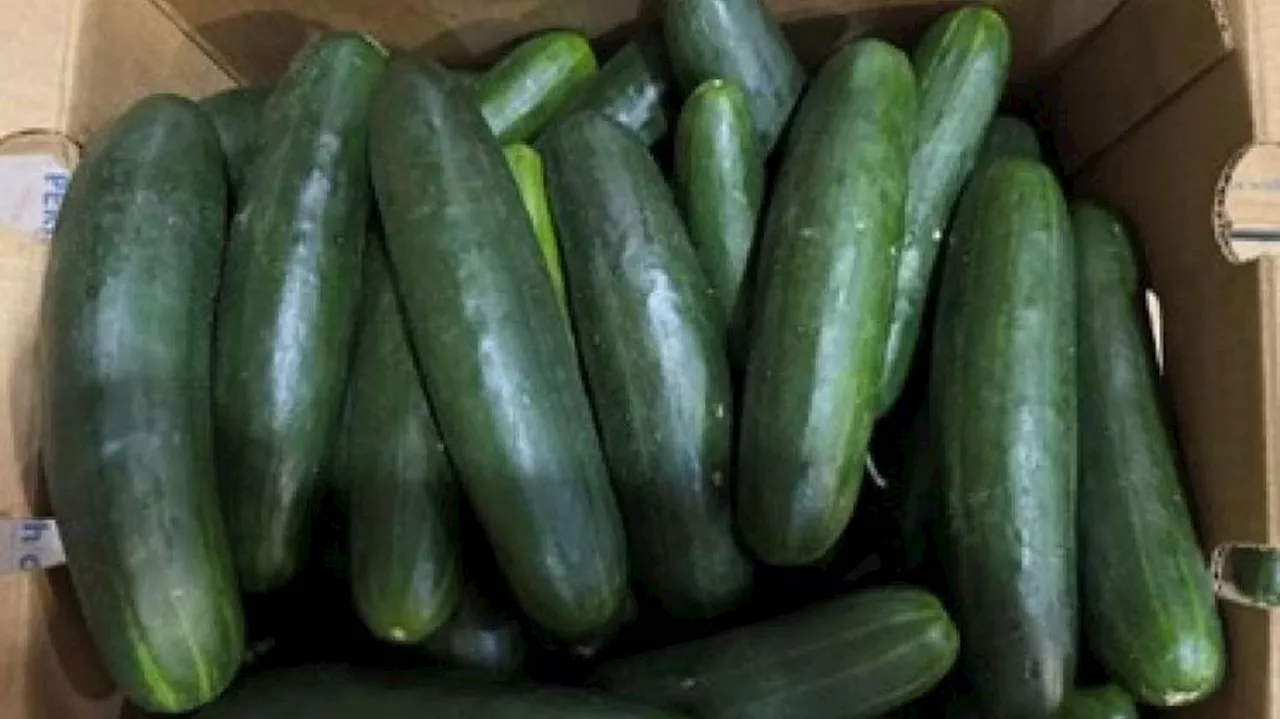 Fresh cucumbers recalled due to salmonella contamination risk