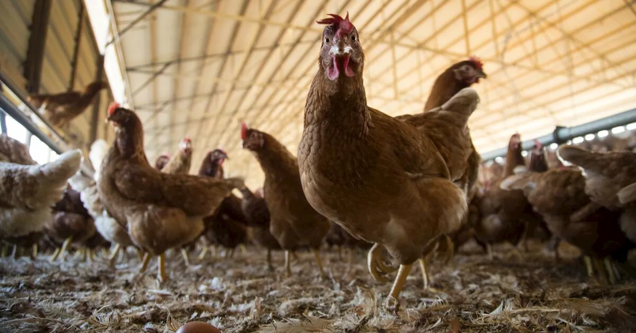 Bird flu detected in San Francisco wastewater and chickens