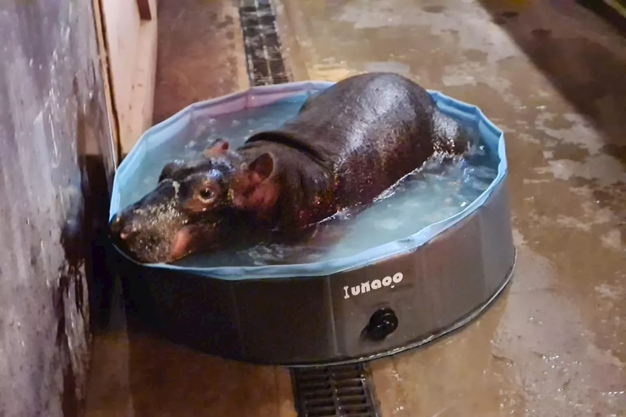 Flamingo Land: ‘Europe’s most important hippo calf’ born at Yorkshire amusement park’s zoo