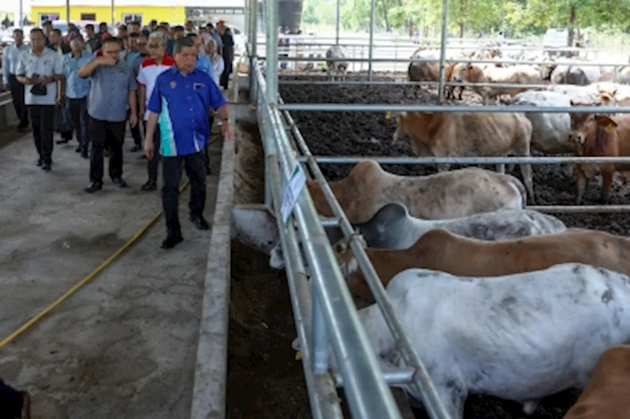 Govt aims to produce 100,000 tonnes of beef by 2030 to meet local demand, says Mat Sabu