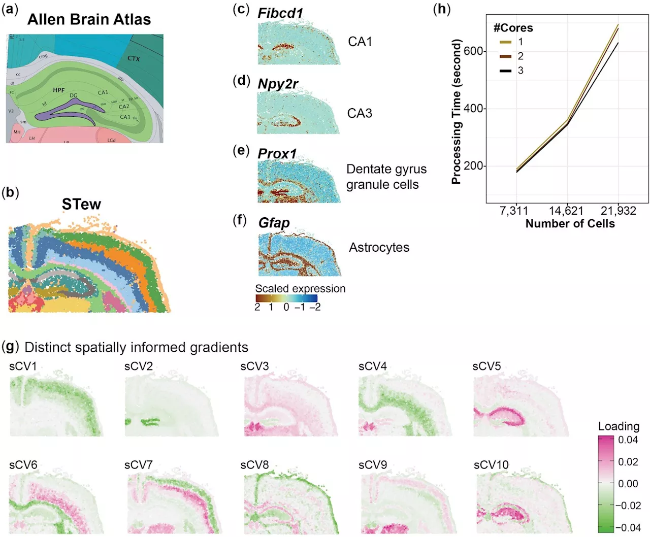 Novel software combines gene activity and tissue location to decode disease mechanisms