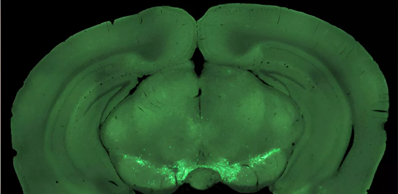 Researchers show how dopamine pathways contribute to complex neural circuits that control goal-directed behavior