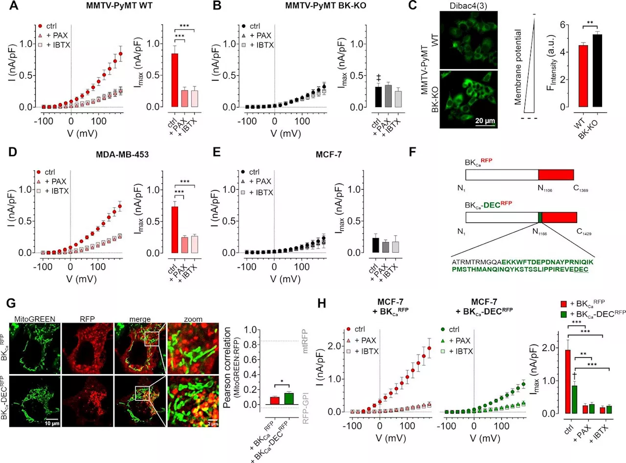 Scientists reveal how a potassium ion channel reprograms energy production in cancer cells