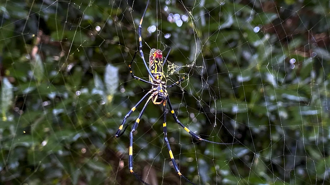 Giant, parachuting Joro spiders expected to arrive in NY and NJ this summer