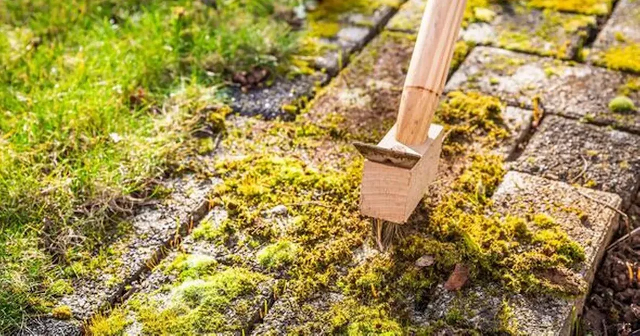 How to remove moss from your patio using method experts say is 'magic solution'