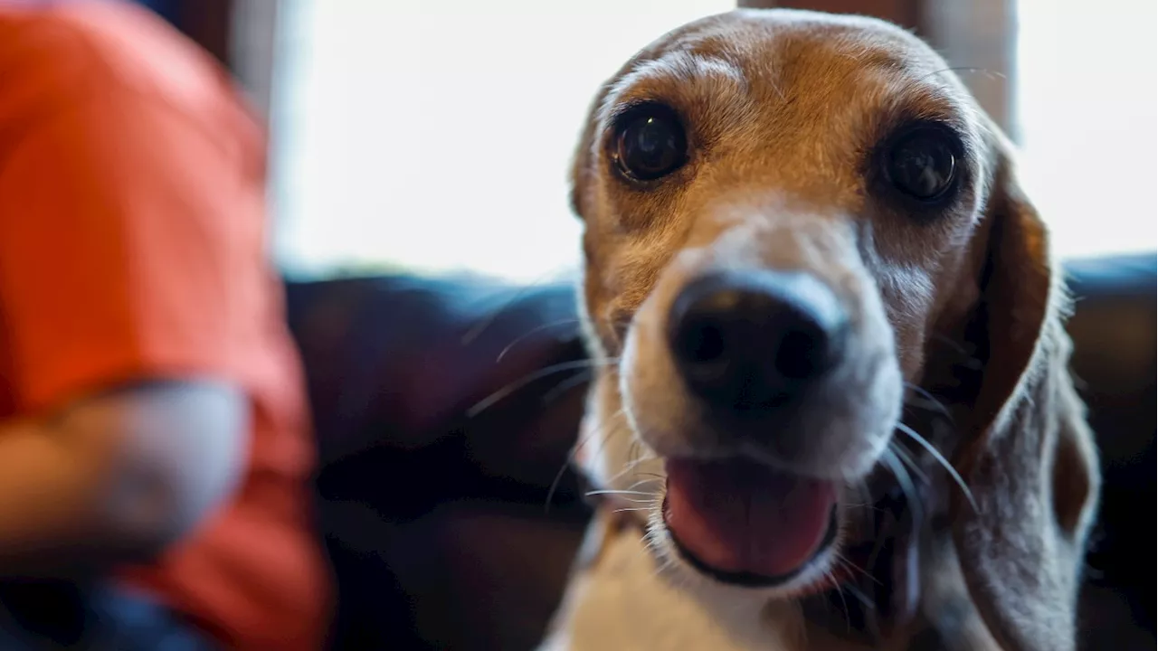 A beleaguered breeder faces a record $35 million fine for mistreating its beagles