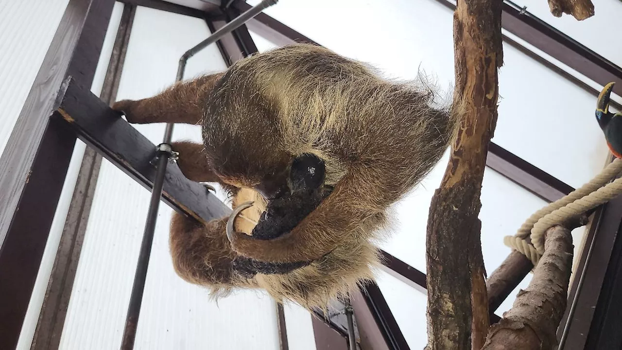 Niedersachsen & Bremen: Erster Faultiernachwuchs im Vogelpark Walsrode