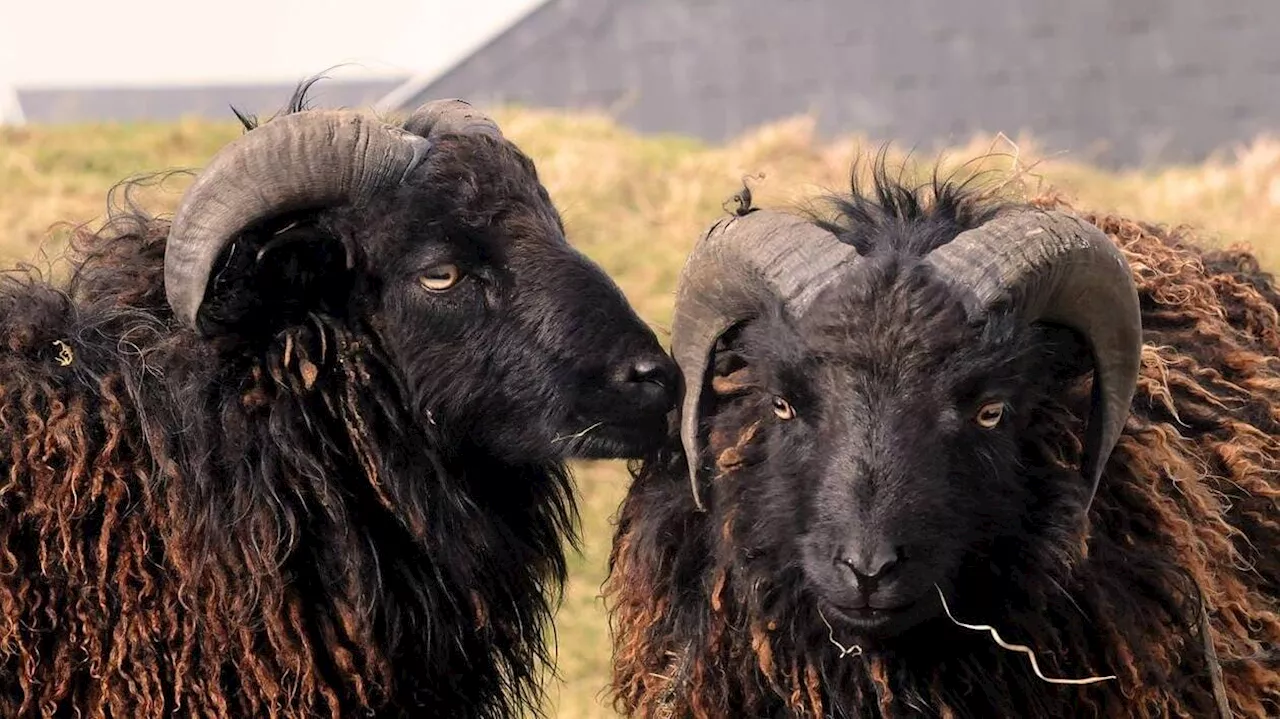 Pourquoi des dizaines de moutons sont arrivés sur trois campus de l’Université de Bordeaux