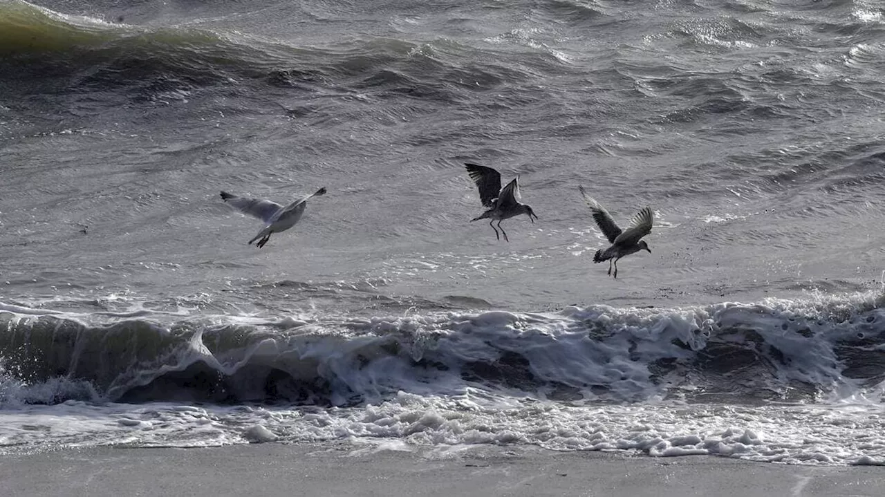 Quand un goéland chahute la réputation de La Baule