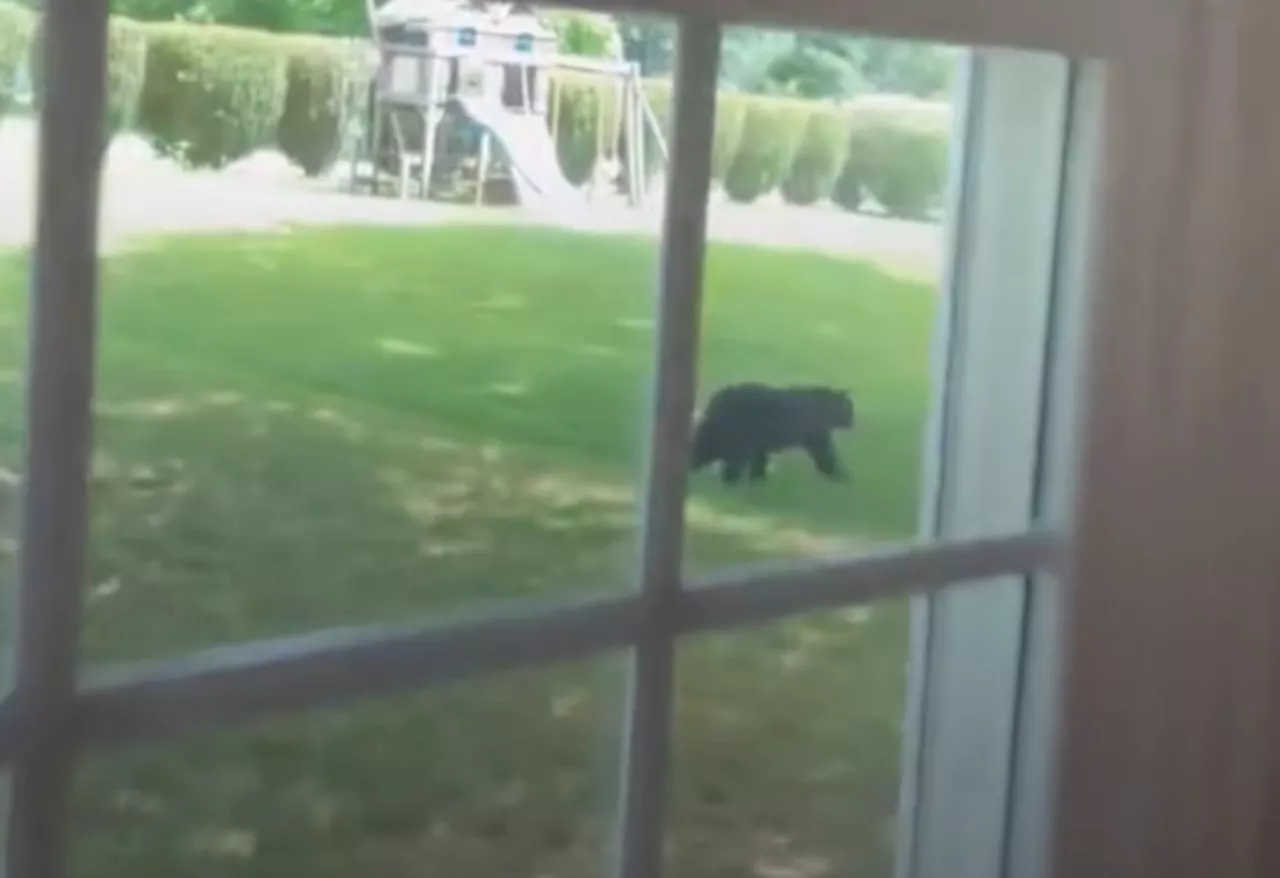 Black bear spotted in area of Cumberland County is 3rd sighting in a month