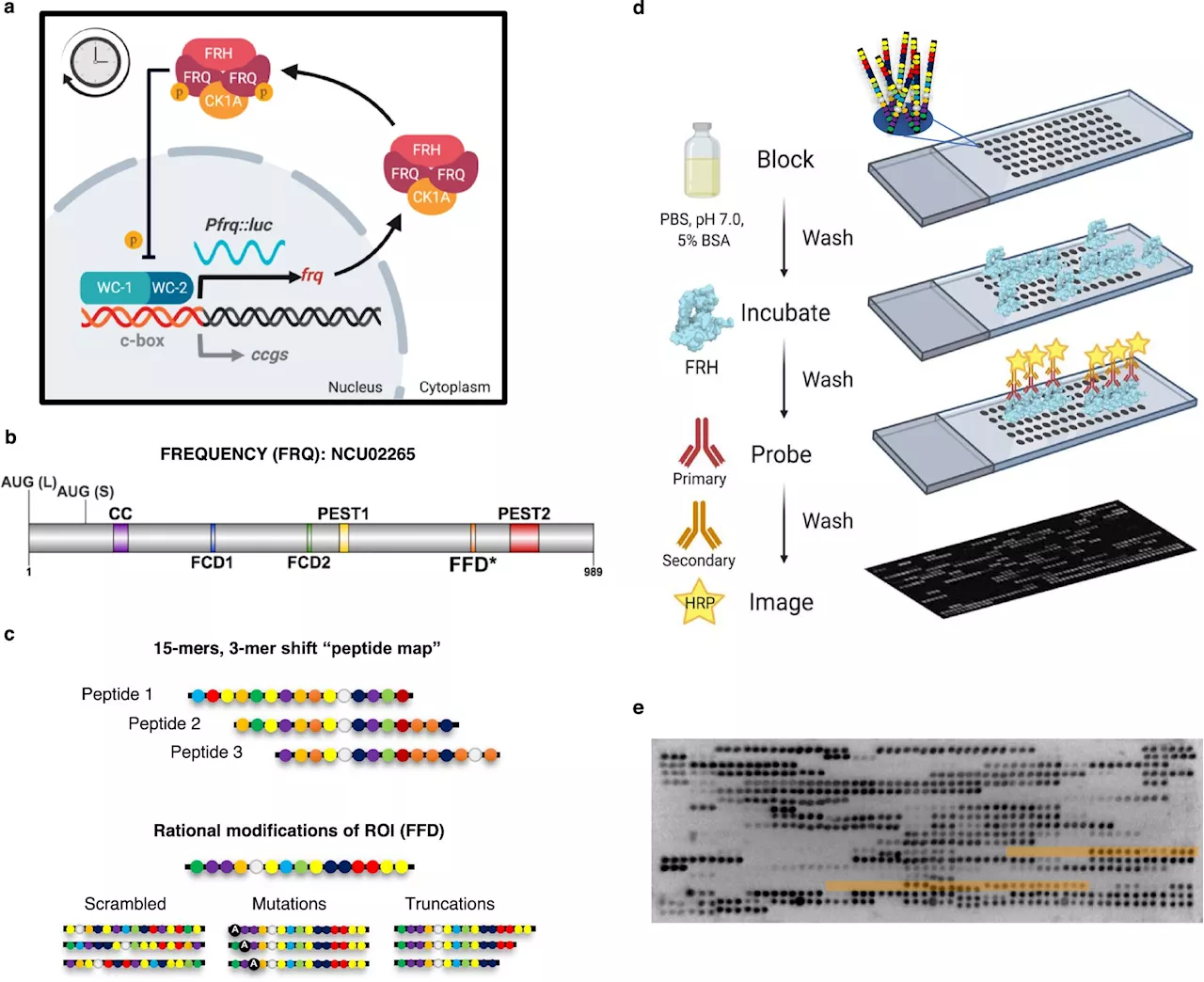 Researchers discover disordered clock protein that sheds new light on circadian rhythms