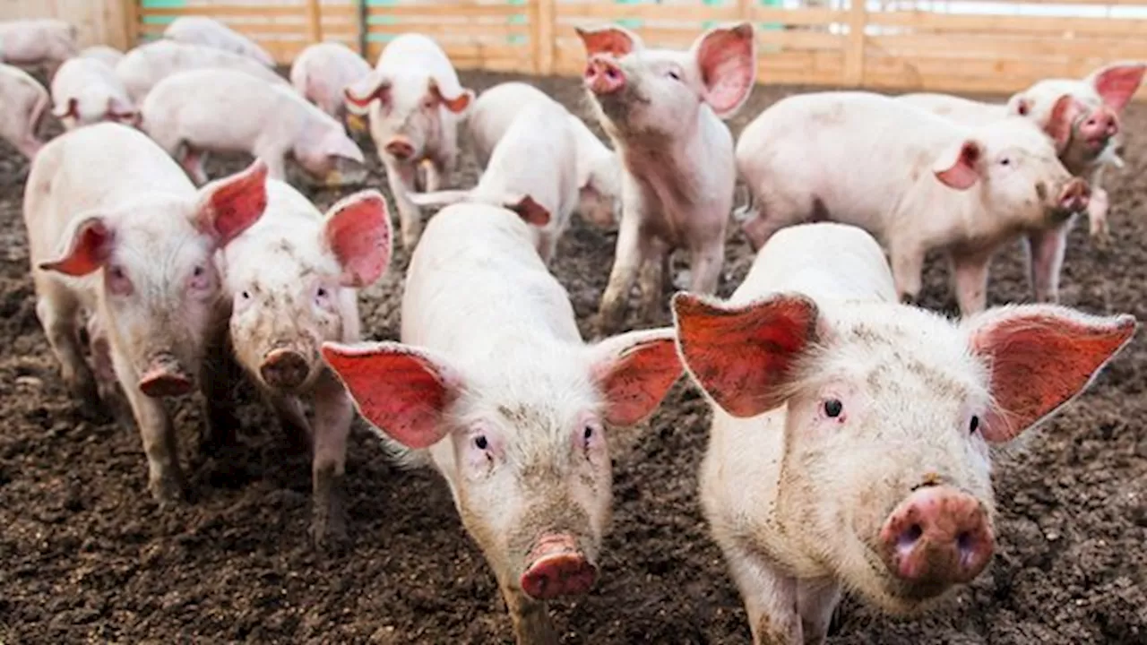 Basilan imposes pork ban to prevent spread of ASF