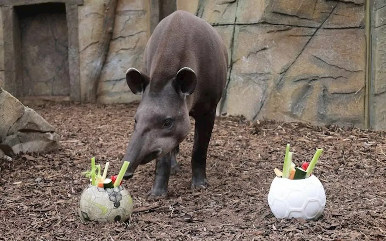 Fußball-EM 2024: Wie Tapir Theo den Ausgang der Fußballspiele prophezeien soll​