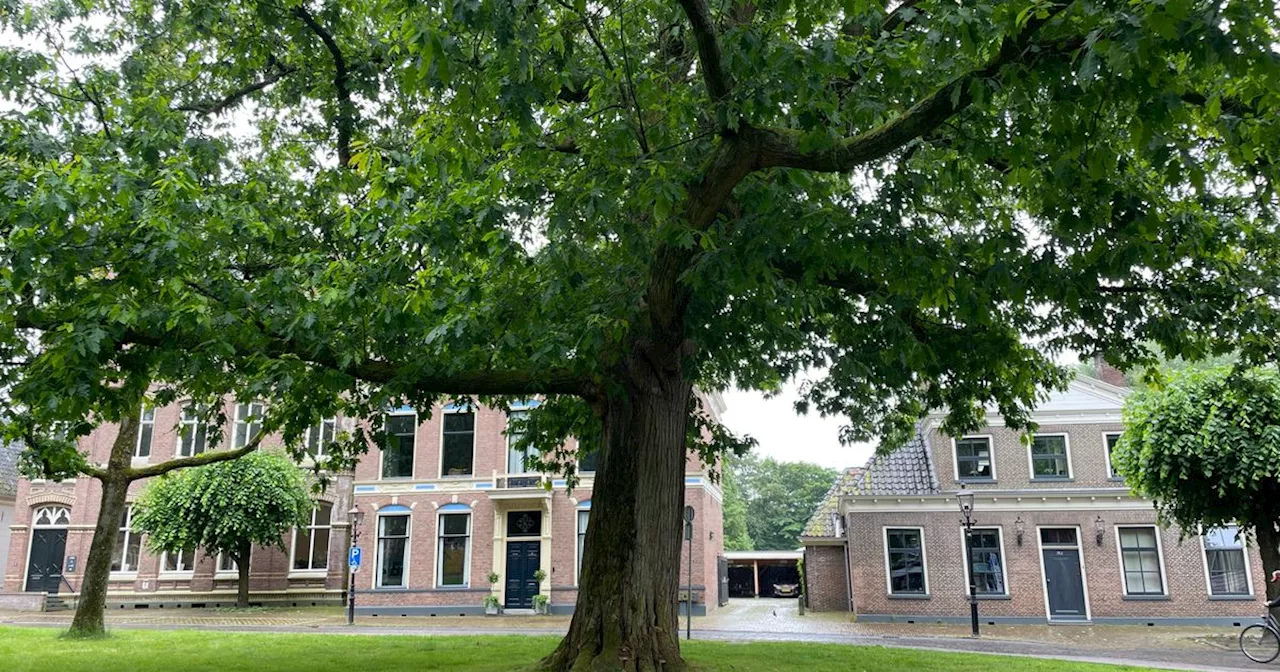 Oude reuzen op Brink in Assen flink kopje kleiner: lelijke zwam op de stam